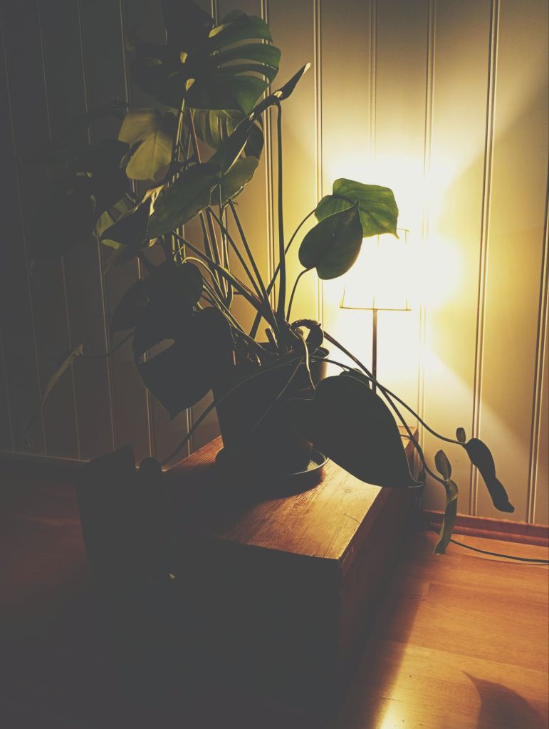 img_20240911_212135763_mfnr6318764694321203607