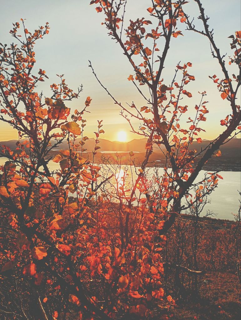 img_20240925_175927007_hdr2681073703032362716